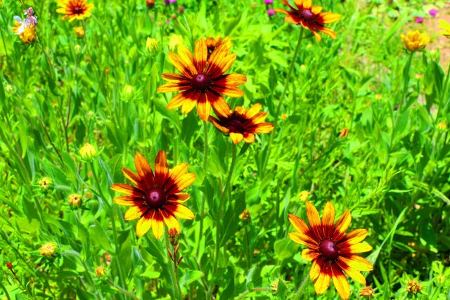 夏の花