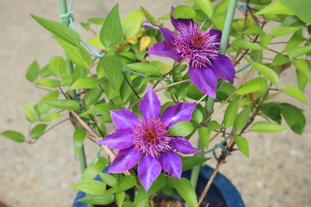 鉢植えの花-1