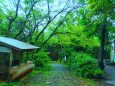 雨の熊野古道