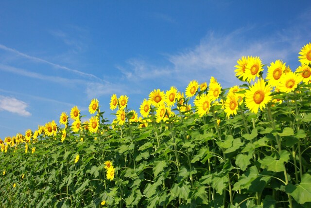 夏の花ヒマワリ