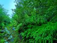 雨の熊野古道