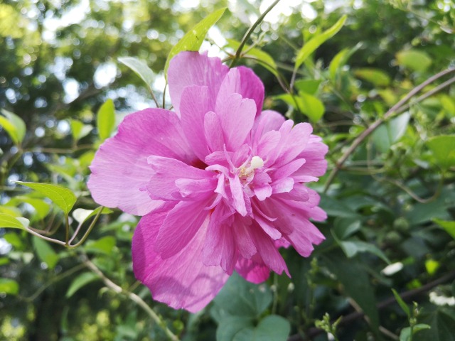 夏の花