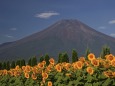 夏の富士山