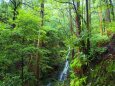 雨の熊野古道