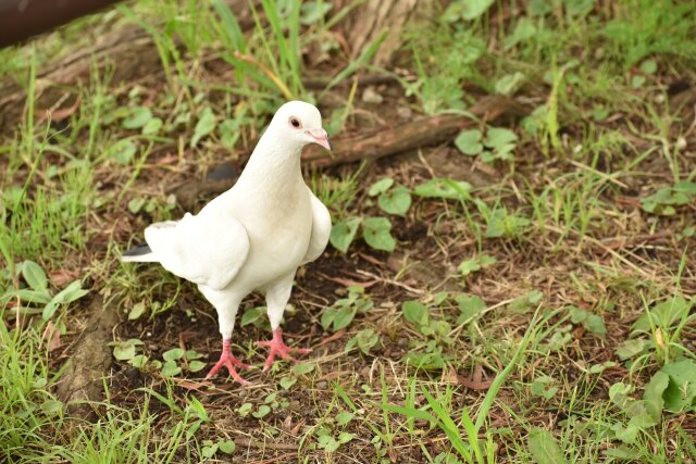 白鳩