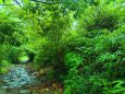 雨の熊野古道