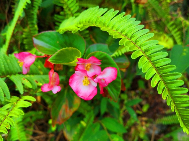 夏の花