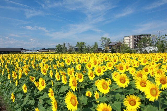 満開のひまわり畑