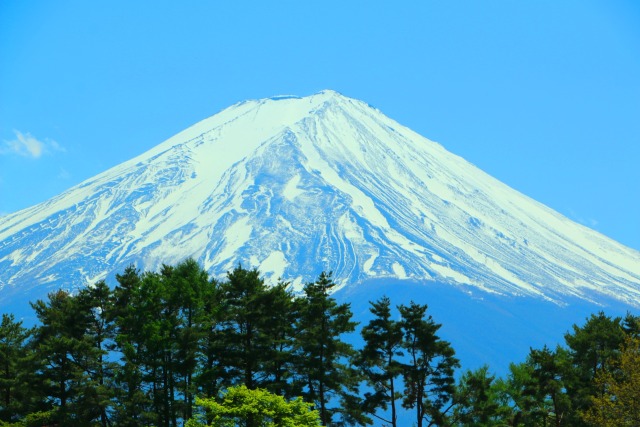 深緑と富士山