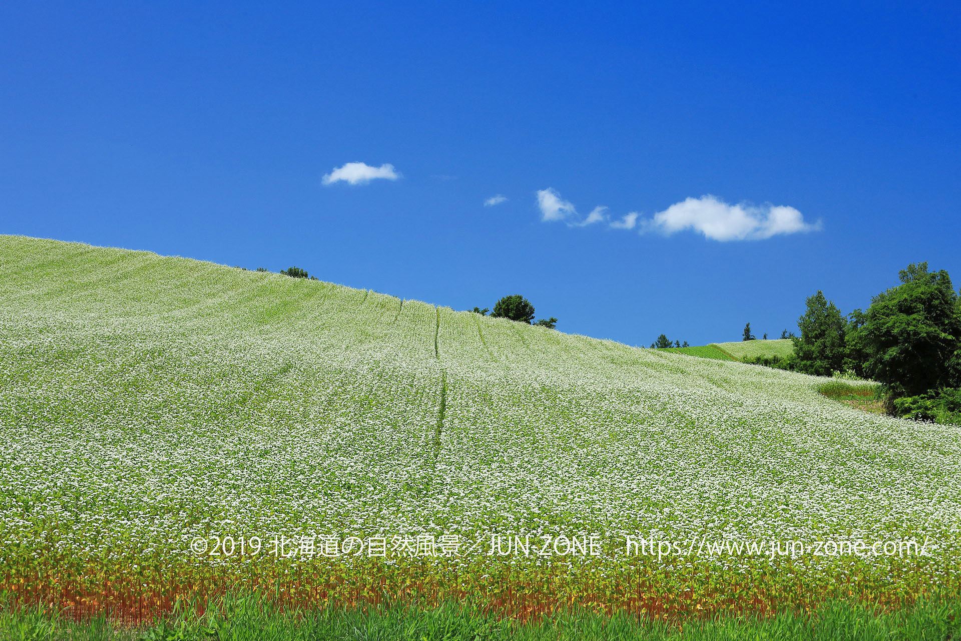 日本の風景 夏の美瑛の丘風景 6 そば畑 壁紙19x1280 壁紙館