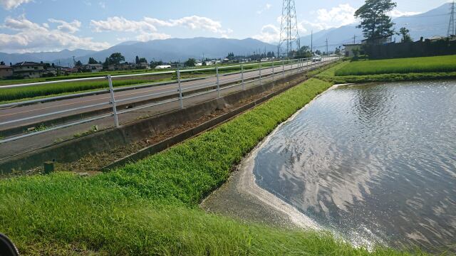 平凡な田んぼ