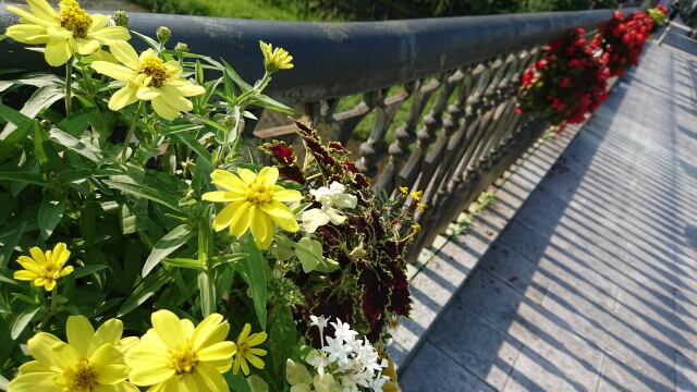 夏に咲く花