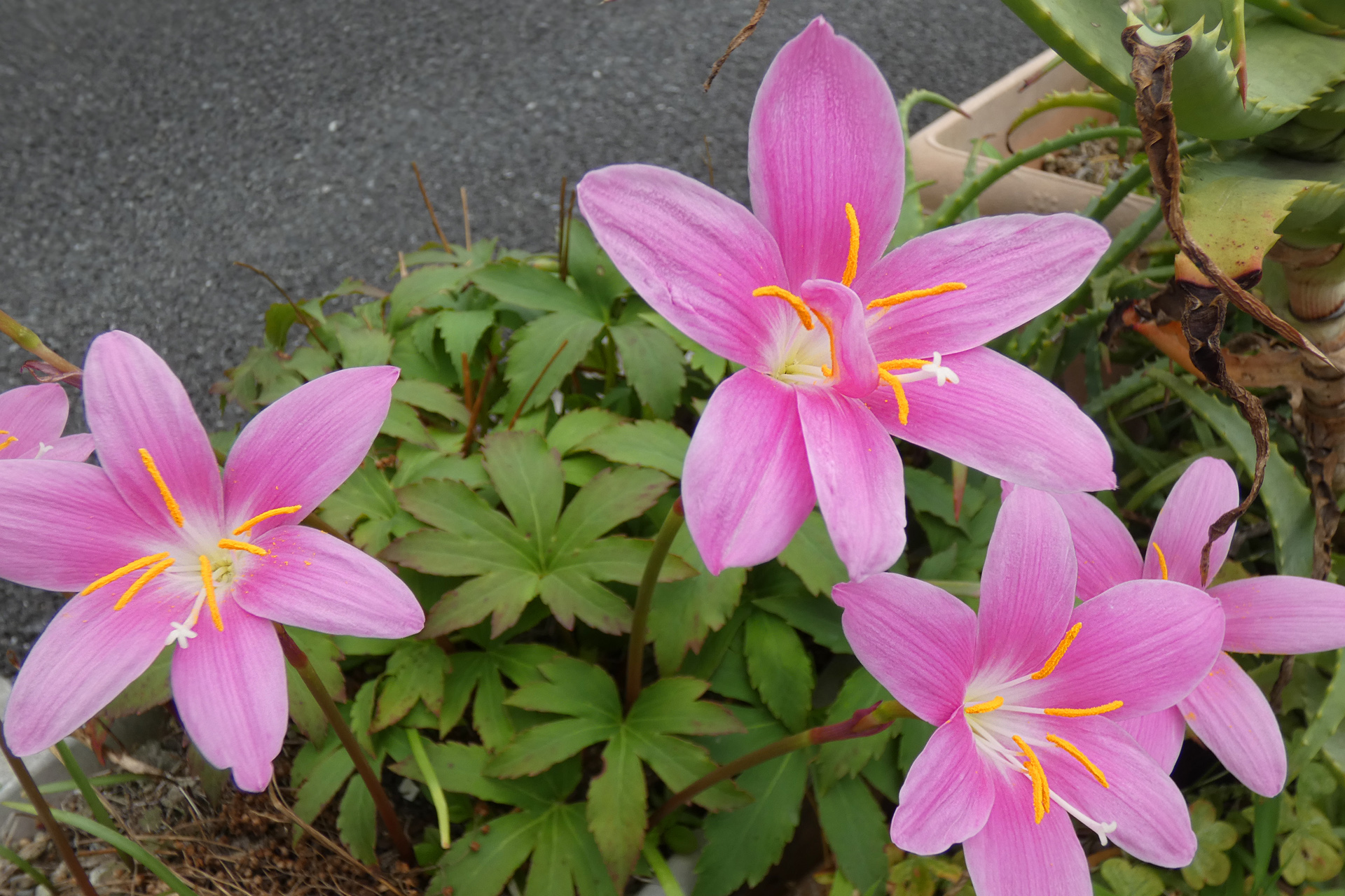 花 植物 ゼフィランサス 壁紙19x1280 壁紙館