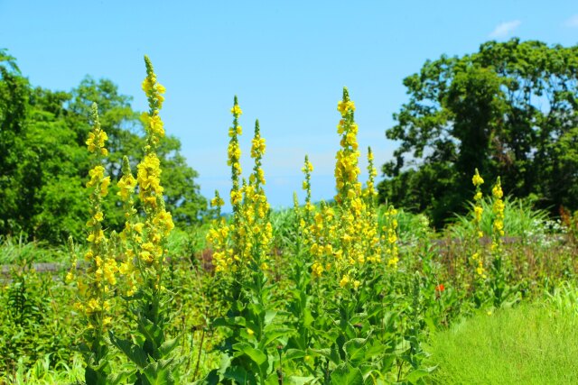 夏の花