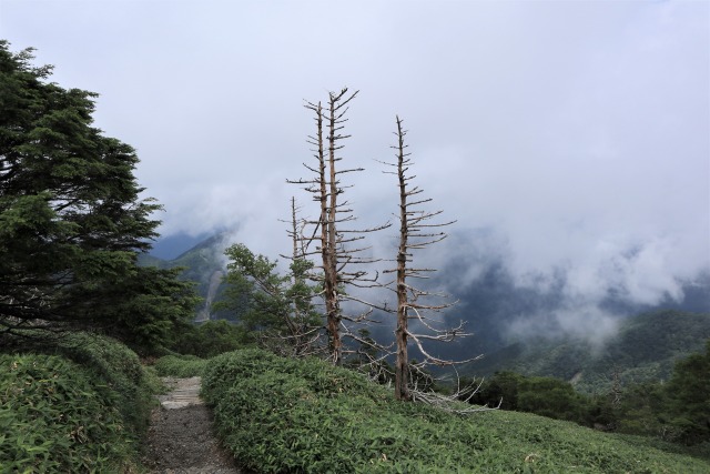 登山道の景色