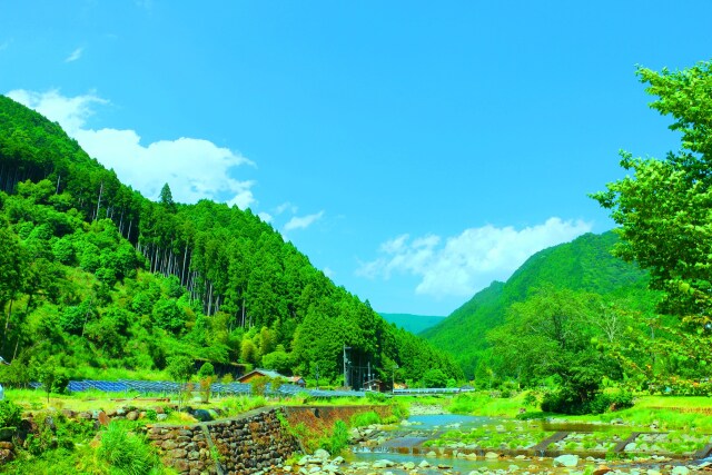 夏の里山