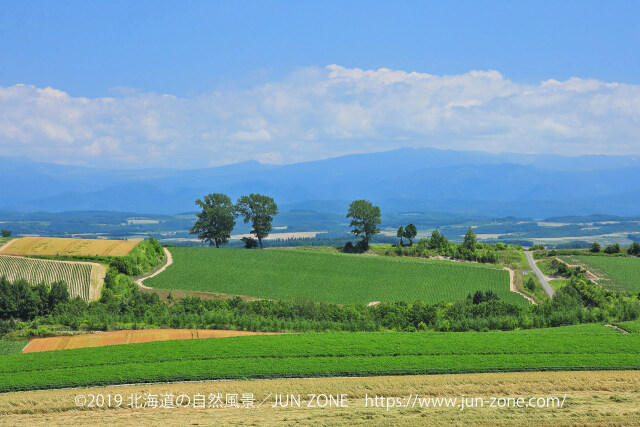 夏の美瑛の丘風景8～3本の木