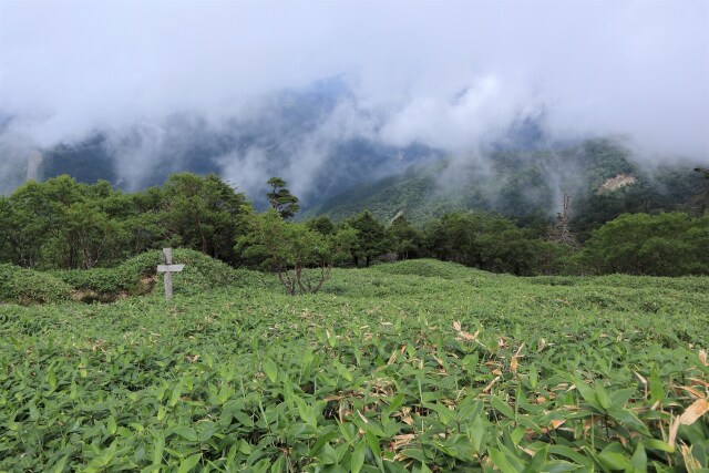 登山道の景色-2