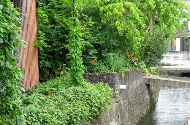 梅雨明けの頃