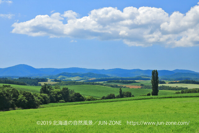 夏の美瑛の丘風景9～1本のポプラ