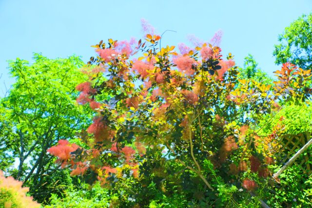 夏の花