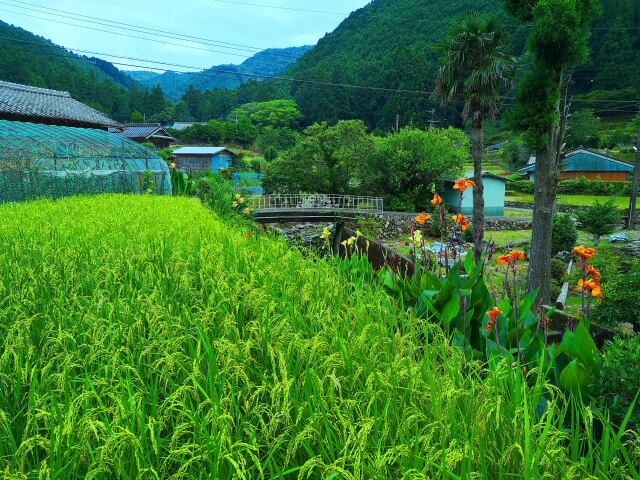 夏の里山