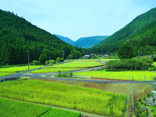 夏の里山