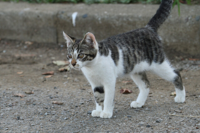 近所の猫