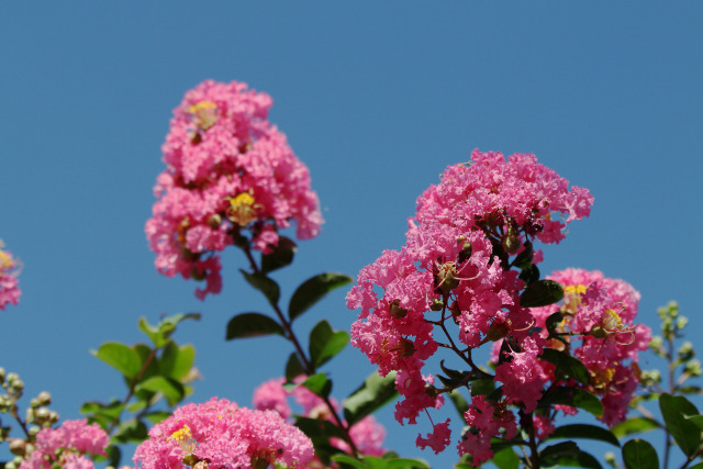 百日紅の花