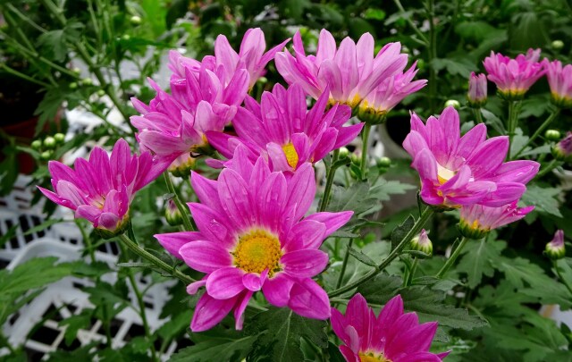 小雨の下に咲いている花