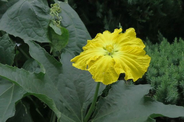 花 植物 糸瓜の花 壁紙館