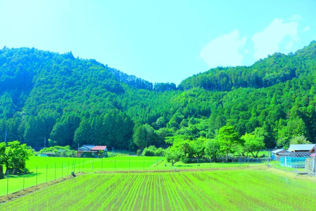 夏の里山