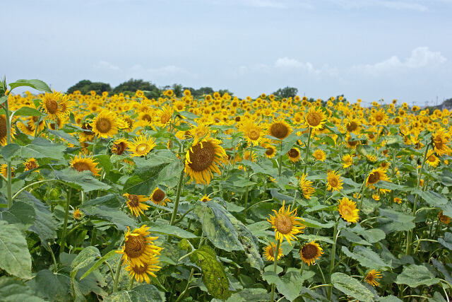 散歩道の花 2008-16-1