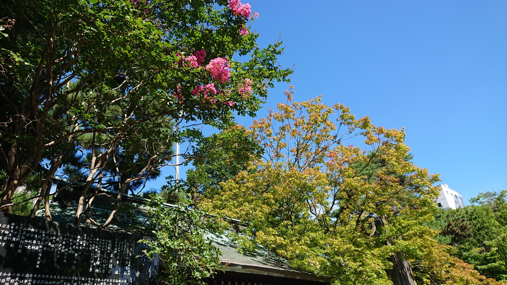 日本の風景 四柱神社を彩る真夏 壁紙19x1080 壁紙館