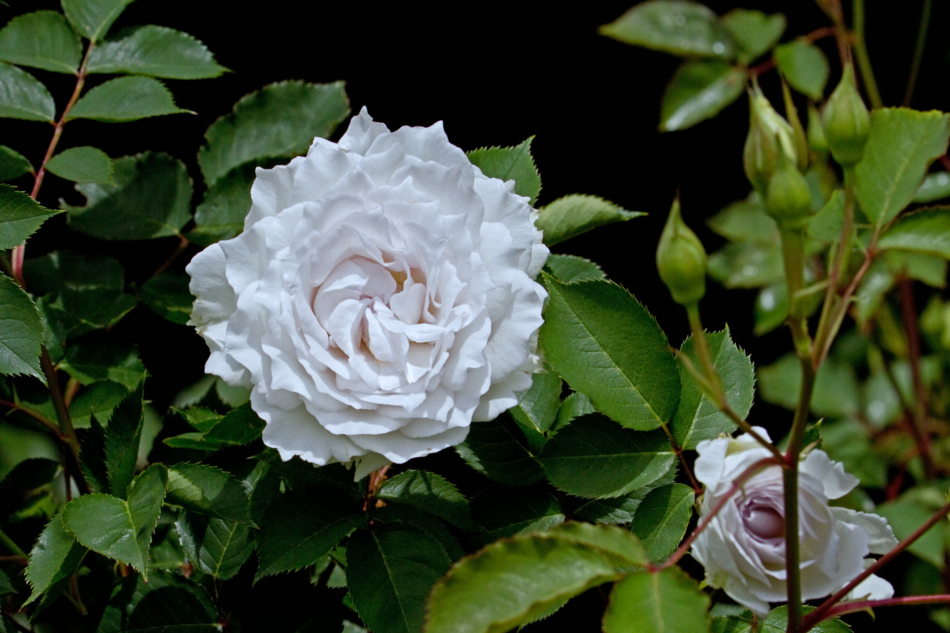 花 植物 ガブリエル 壁紙19x1280 壁紙館