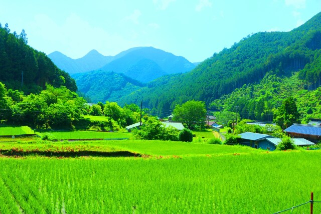 夏の里山