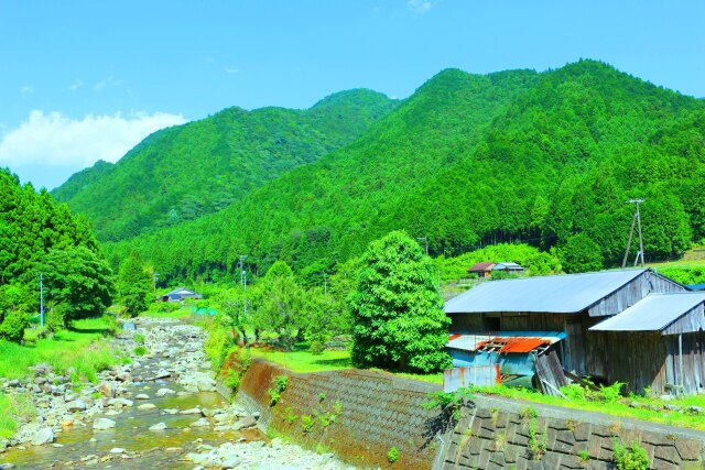 夏の里山