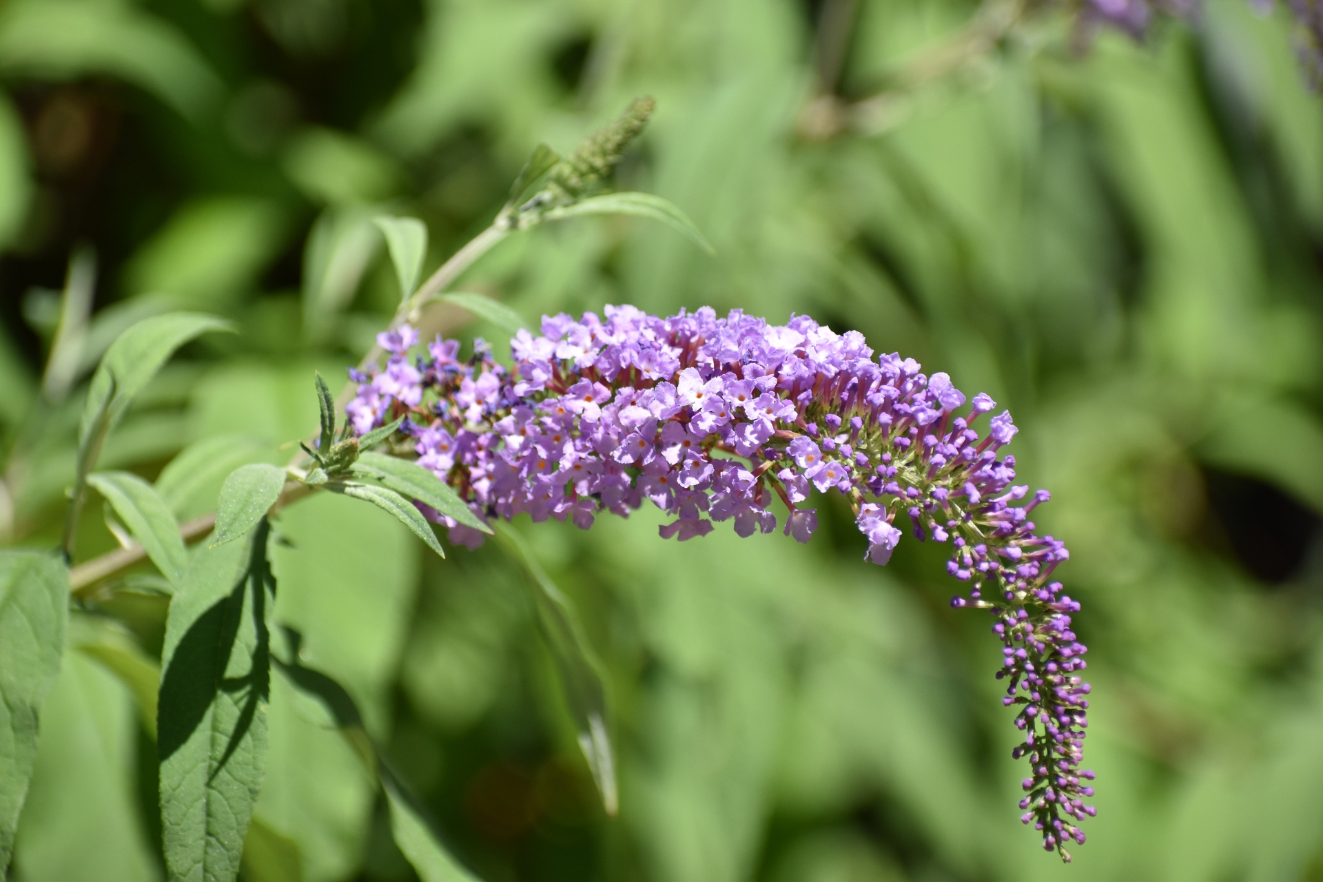 花 植物 ブッドレア 壁紙19x1280 壁紙館