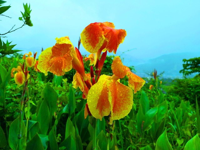 雨にぬれる夏の花