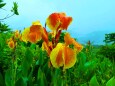 雨にぬれる夏の花