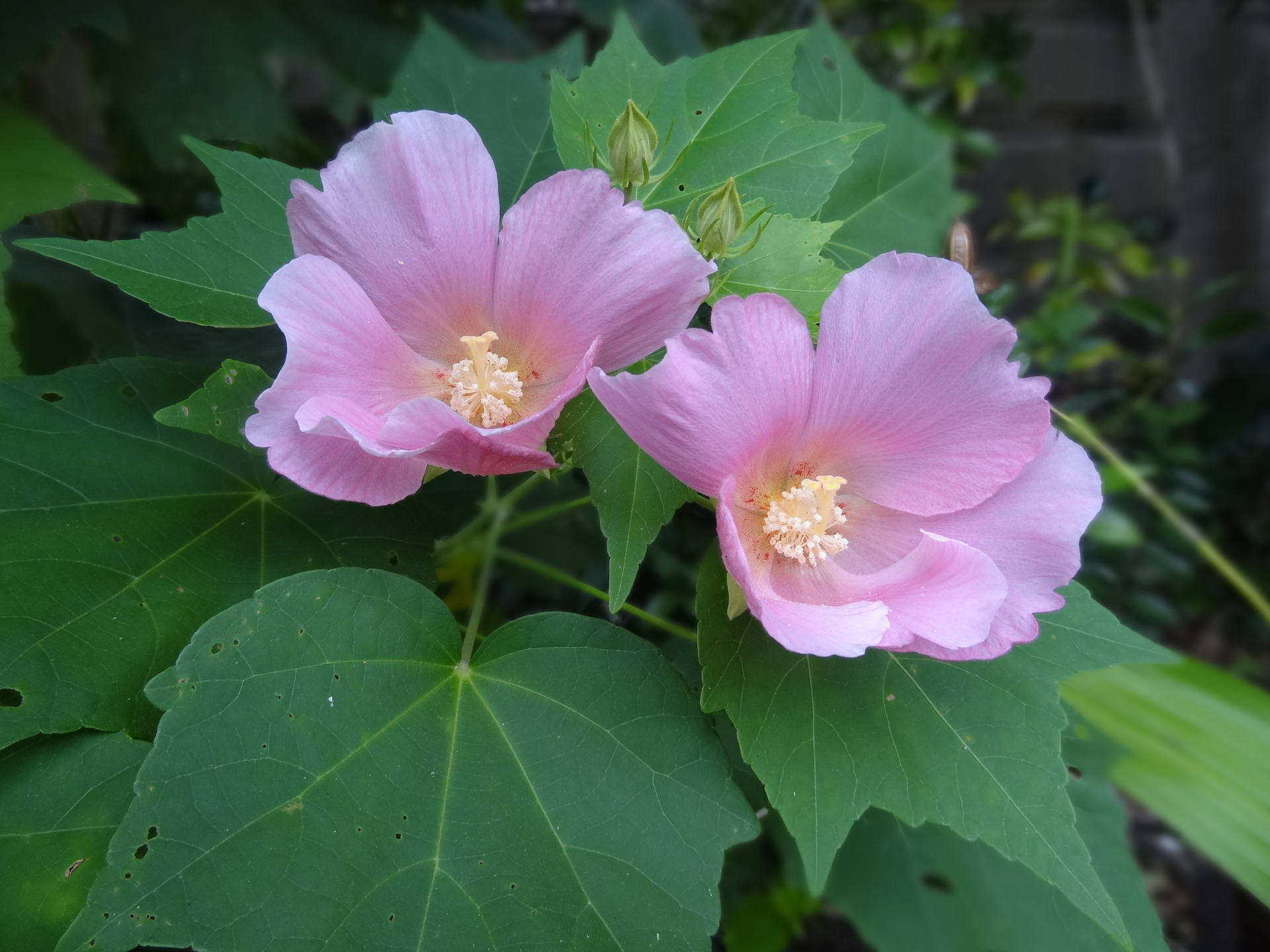 花 植物 芙蓉の花 壁紙19x1440 壁紙館