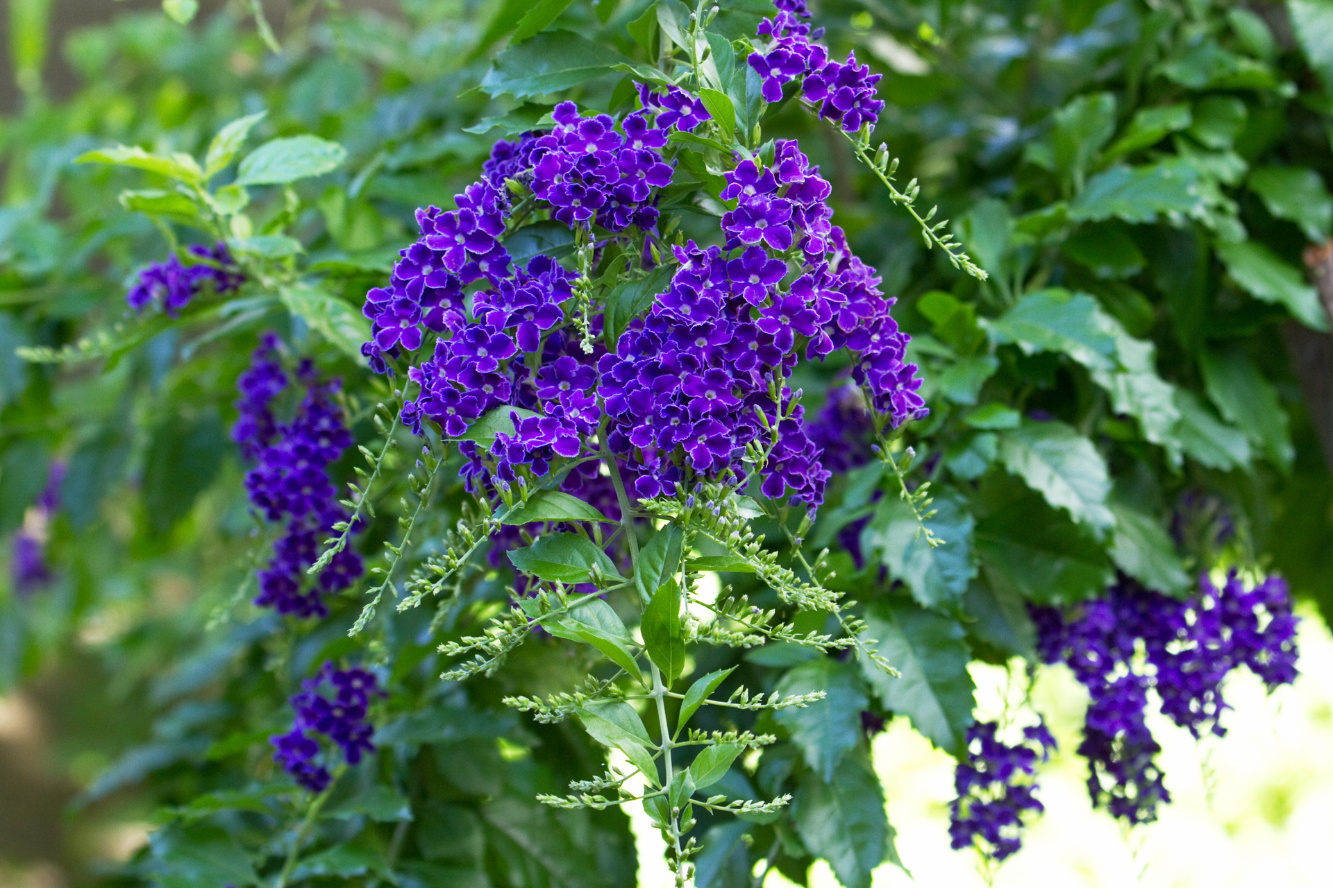 花 植物 デュランタ 壁紙19x1280 壁紙館