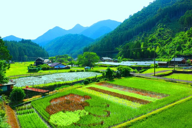 夏の里山