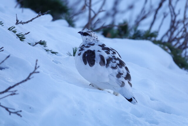 大天井岳の雄雷鳥2