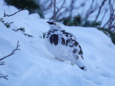 大天井岳の雄雷鳥2