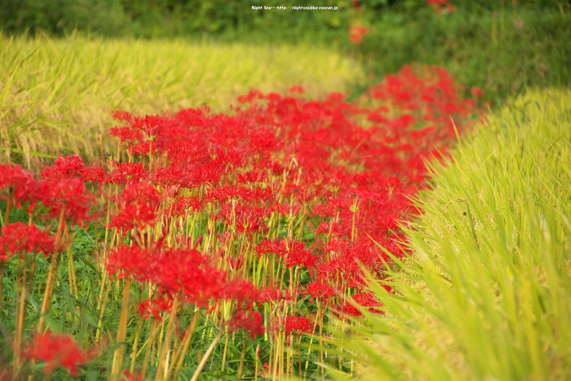 花 植物 秋の気配 壁紙19x1280 壁紙館