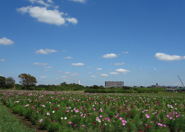 ふんわり雲とコスモス畑