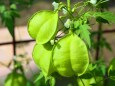 秋の植物