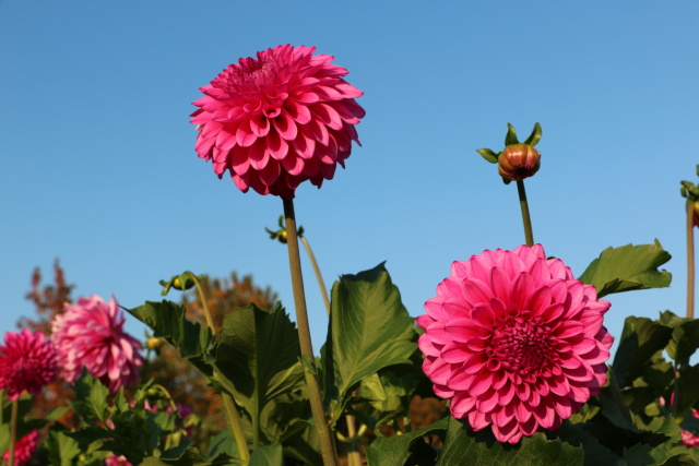 秋の花