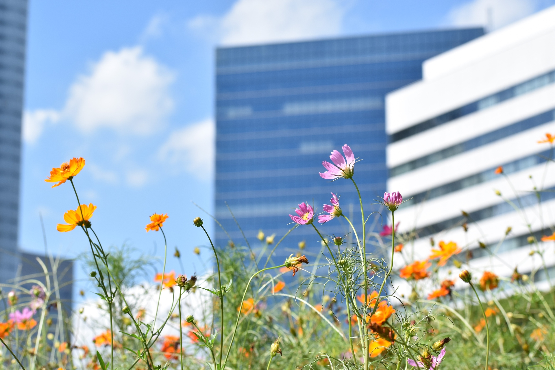 花 植物 都会の秋桜 壁紙19x1280 壁紙館